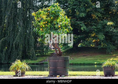 Rozendaal, Niederlande, 23. August 2014: Mandarinen Baum im Topf auf dem Anwesen des Schlosses Rosendael in Rozendaal in den Niederlanden Stockfoto