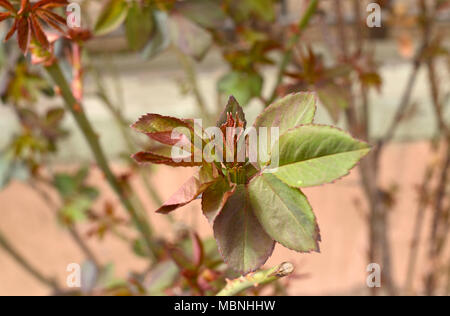 Eine Rose Bush schießt neuen Blätter im Frühjahr mal in Peking, China Stockfoto