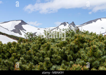 Zeder in der Nähe von Vulkan Avacha, Kamtschatka, Russland Stockfoto