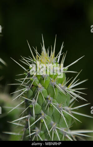 Stacheligen Kaktus Pflanze, mit langen Dornen in der Isolation. Closeup Detail der stacheligen Kakteen Stammzellen Stockfoto