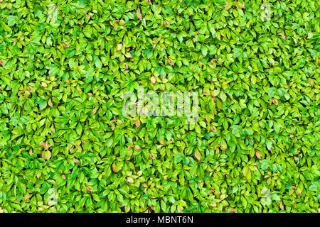 Nahtlose Textur der grüne Blätter Hintergrund absichern. Stockfoto