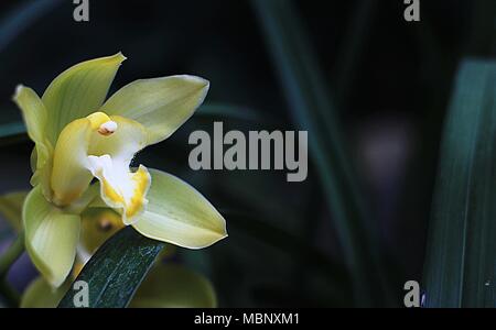 Einzelne gelbe Blume von Cymbidium Orchidee Stockfoto