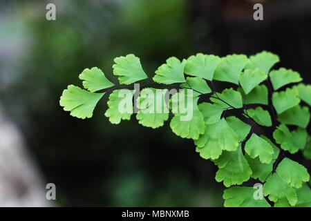 Grüne Blätter der Farn Adiantum capillus Veneris Stockfoto