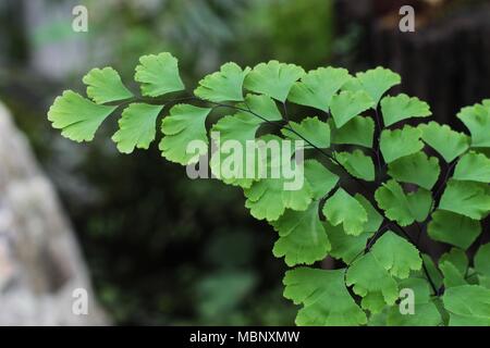 Grüne Blätter der Farn Adiantum capillus Veneris Stockfoto