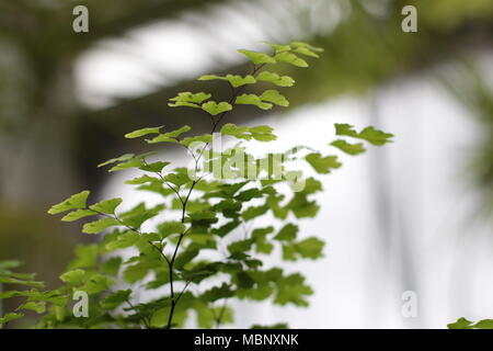 Grüne Blätter der Farn Adiantum capillus Veneris Stockfoto