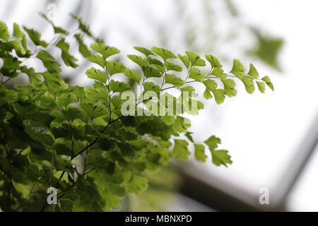 Grüne Blätter der Farn Adiantum capillus Veneris Stockfoto