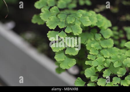 Grüne Blätter der Farn Adiantum capillus Veneris Stockfoto