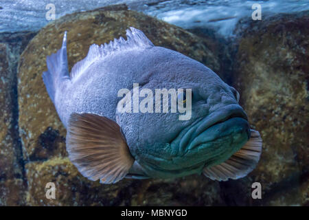 Nahaufnahme von einem Weißen Zackenbarsch (Epinephelus aeneus) an Cretaquarium in der Stadt Heraklion, Kreta - Griechenland Stockfoto