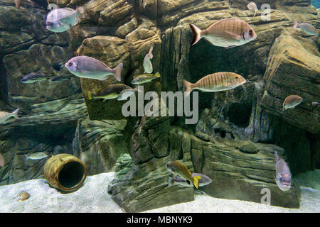 Verschiedene Fischarten im 'Cretaquarium" in Heraklion, Kreta Insel, Griechenland Stockfoto