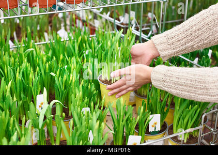 Frau kauft Narzisse Blüten in einen Topf im Store. Stockfoto