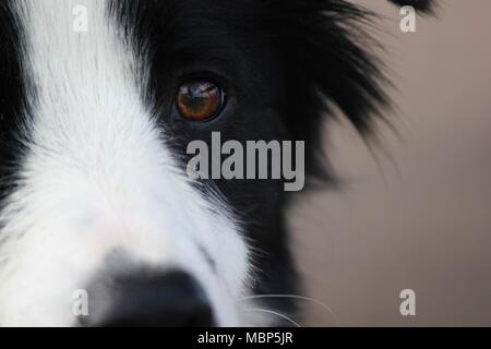Nahaufnahme eines Hundes Auge Stockfoto