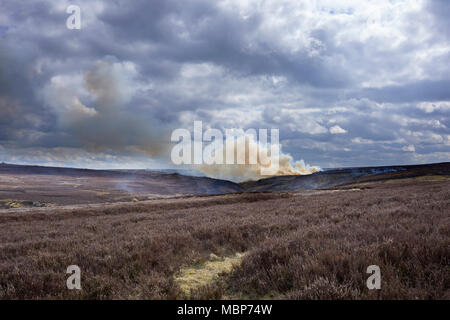 Heather Brennen auf Grouse Moor im Februar. Suchen south west von Low Moor in Richtung Benny verbogen und Greenhow Sike. Nidderdale. Stockfoto