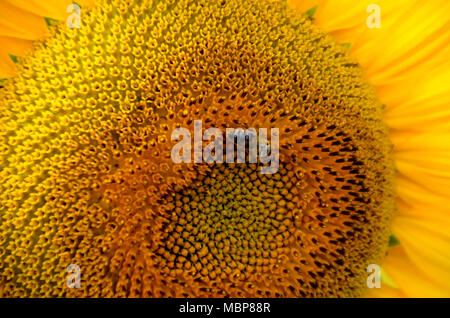 In der Nähe eines grossen gelben Sonnenblume mit Biene und Blütenblätter, können als Textur oder Hintergrund verwendet werden Stockfoto