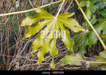 Einzelne große Blatt eines Fatsia japonica (Japanische Aralia, Rizinus) Pflanze im späten Winter in West Sussex, England, UK. Stockfoto