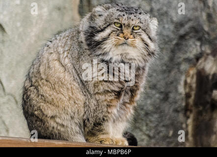 Pallas Cat's (Otocolobus manul) Manul Katze zu suchen Sie ernste Stockfoto