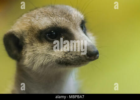 Erdmännchen oder erdmännchen Gesicht nach rechts, ganz in der Nähe (Suricata suricatta) Stockfoto