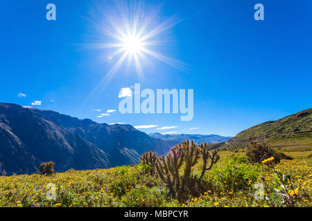 Colca Canyon ist eine Schlucht des Colca River im Süden Perus Stockfoto