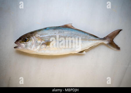 Große Bernsteinmakrele Fisch Stockfoto