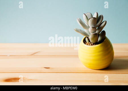 Cactus pot auf hölzernen Tisch Stockfoto