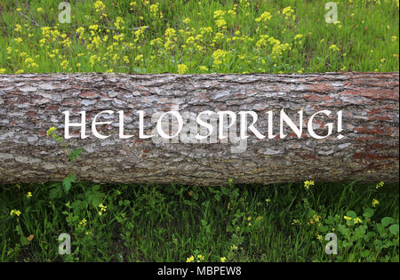 Bild der Baumstamm mit Text: Hallo Frühling im Wald. Stockfoto