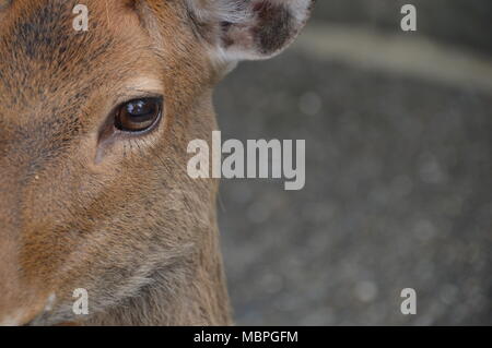 Auge eines Hirsches Stockfoto