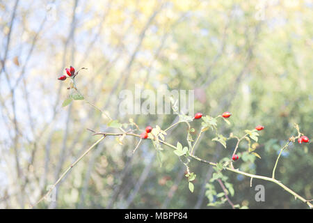 Die Dog Rose (Rosa Hunde), eine gemeinsame Hecke Werk im Süden von England. Hier im Herbst in rot/orange Hüften bedeckt. Stockfoto