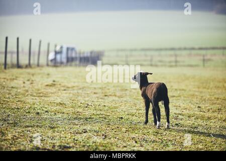 Sonniger Morgen auf der ländlichen Bauernhof. Einsames Lamm auf der Suche auf der Weide. Stockfoto