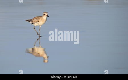 Kiebitzregenpfeifer oder Schwarz-bellied plover (Pluvialis squatarola) Nahrungssuche mit Reflexion in der Brandung. Stockfoto