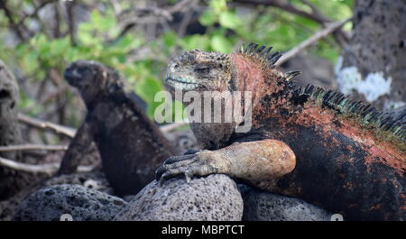 Bunte Marine iguana (Amblyrhynchus cristatus) Sonnenbaden auf Lavagestein mit Iguana im Hintergrund Stockfoto