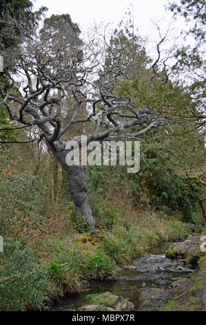 Sterbenden Baum in Singleton Park Swansea Stockfoto