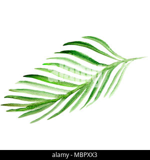 Aquarell Palm Tree leaf. Grüne Wedel Abbildung auf weißem Hintergrund. Stockfoto