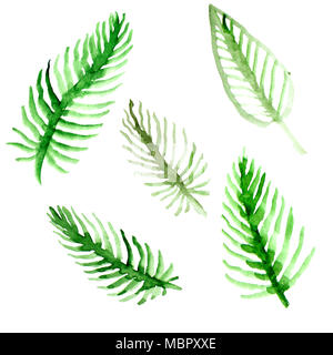 Aquarell Palmenblättern. Grüne Wedel Sammlung. Abbildung auf weißem Hintergrund Stockfoto