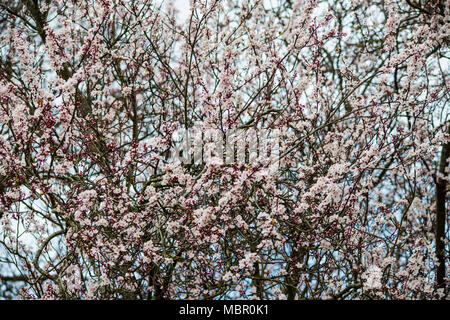 Kirschbaum in voller Blüte im Frühling Sonnenschein - Ein schönes Plakat für zu Hause oder im Büro, die Sie von der Herrlichkeit der Natur zu erinnern. Stockfoto