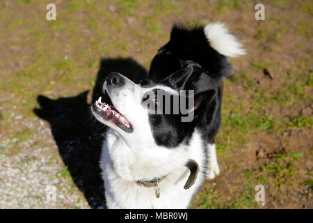 Die hunderasse Osteuropäischen Laika Stockfoto