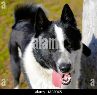 Die hunderasse Osteuropäischen Laika Stockfoto