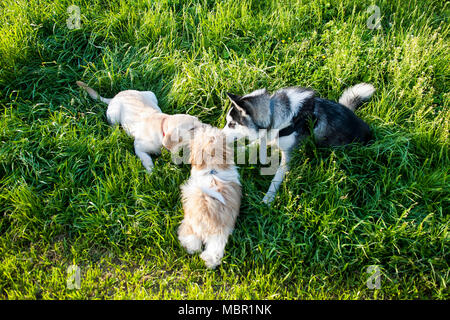 Drei Hunde riechen einander in einer grünen Wiese. Stockfoto