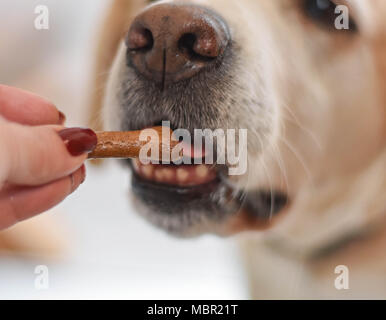 Weißer Labrador Retriever Hund essen einen Snack Cookie in Form von Knochen aus eigner Hand/konzeptionellen Bild des Vertrauens und der Freundschaft zwischen Hund und Mensch Stockfoto