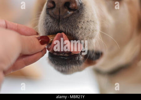 Weißer Labrador Retriever Hund essen einen Snack Cookie in Form von Knochen aus eigner Hand/konzeptionellen Bild des Vertrauens und der Freundschaft zwischen Hund und Mensch Stockfoto