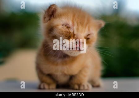 Nahaufnahme, Porträt einer niedlichen Neugeborenen cat in natürlicher Umgebung Stockfoto