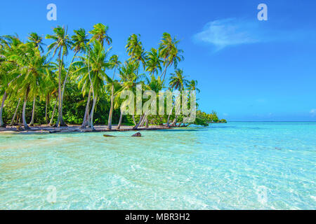 Palmen am Strand. Reise und Tourismus Konzept. Tahaa, Raiatea, Französisch-Polynesien Stockfoto