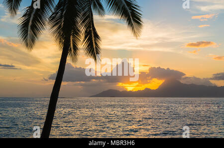 Silhouette von tropischen Palmen bei Sonnenuntergang. Moorea Berg im Hintergrund. Romantische Ferien Konzept. Stockfoto