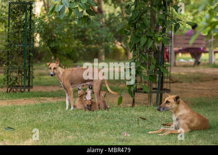 Skinny streunender Hund ihre Welpen Fütterung im Park in Neu Delhi, Indien Stockfoto