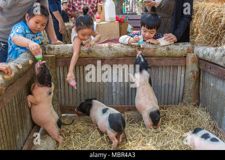 Chiang Mai, Thailand - Februar 4, 2017: THai Kinder füttern Ferkel auf Farmers Market in Chiang Mai, Thailand. Stockfoto