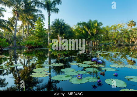 Nymphaeaceae - Seerosen im Teich im Naples Botanical Gardens, Naples, Florida, USA Stockfoto