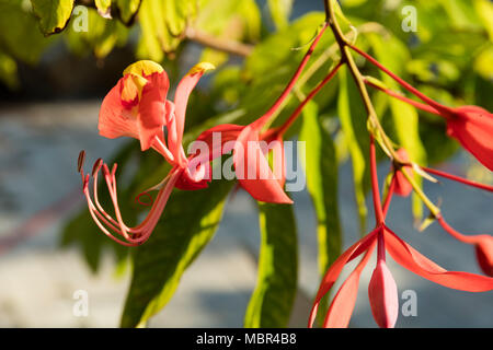 Selten außerhalb ihrer Heimat Myanmar (Burma), dem tropischen Amherstia Nobilis der Fabaceae Familie, Neapel Botanischen Gärten, Naples, Florida, USA Stockfoto