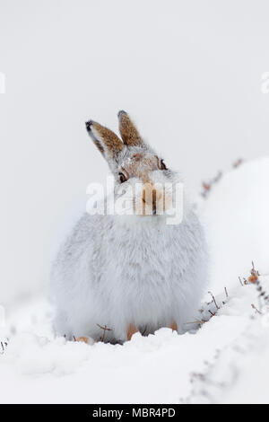 Schneehase/Alpine Hase/Schneehase (Lepus timidus) in weiß winter Fell Standortwahl im Schnee Stockfoto