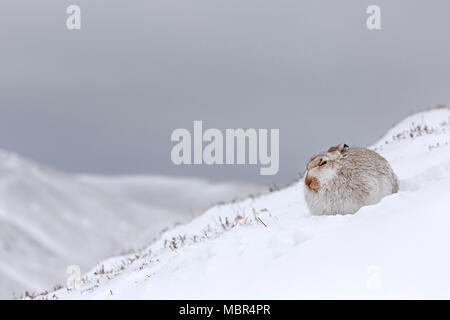 Schneehase/Alpine Hase/Schneehase (Lepus timidus) in weiß winter Fell bei Schneesturm in die schottischen Highlands, Schottland, UK ruhen Stockfoto