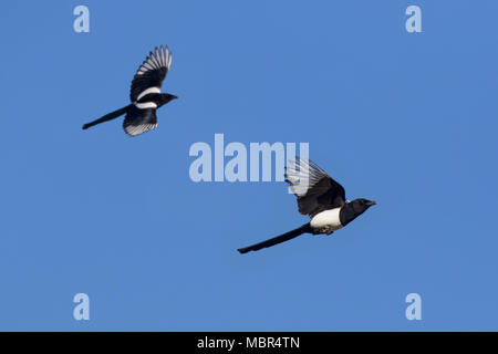 Zwei eurasischen Elstern/gemeinsame Magpie (Pica Pica) im Flug gegen den blauen Himmel Stockfoto