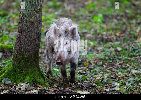Gefleckte Wildschwein (Sus scrofa) Gestromtes Ferkel Futter im Herbst Wald Stockfoto