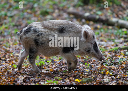 Gefleckte Wildschwein (Sus scrofa) Gestromtes Ferkel Futter im Herbst Wald Stockfoto